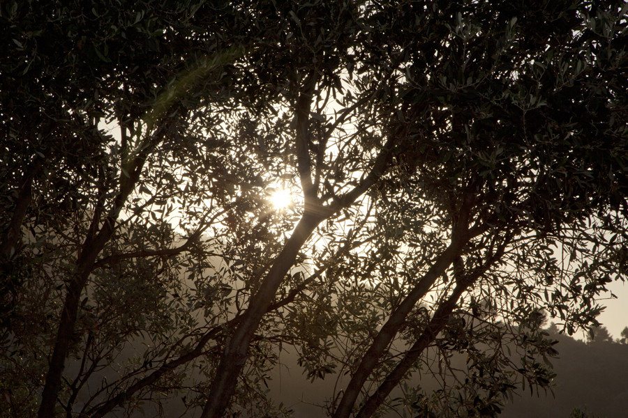 Noces Fèlix & Noemí (64)