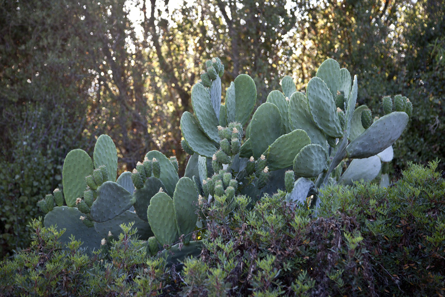 Noces Conxi & Olga (132)